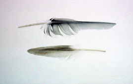 Wim Blom-Two feathers pencil on paper