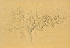 Wim Blom - A dry fig tree.2010